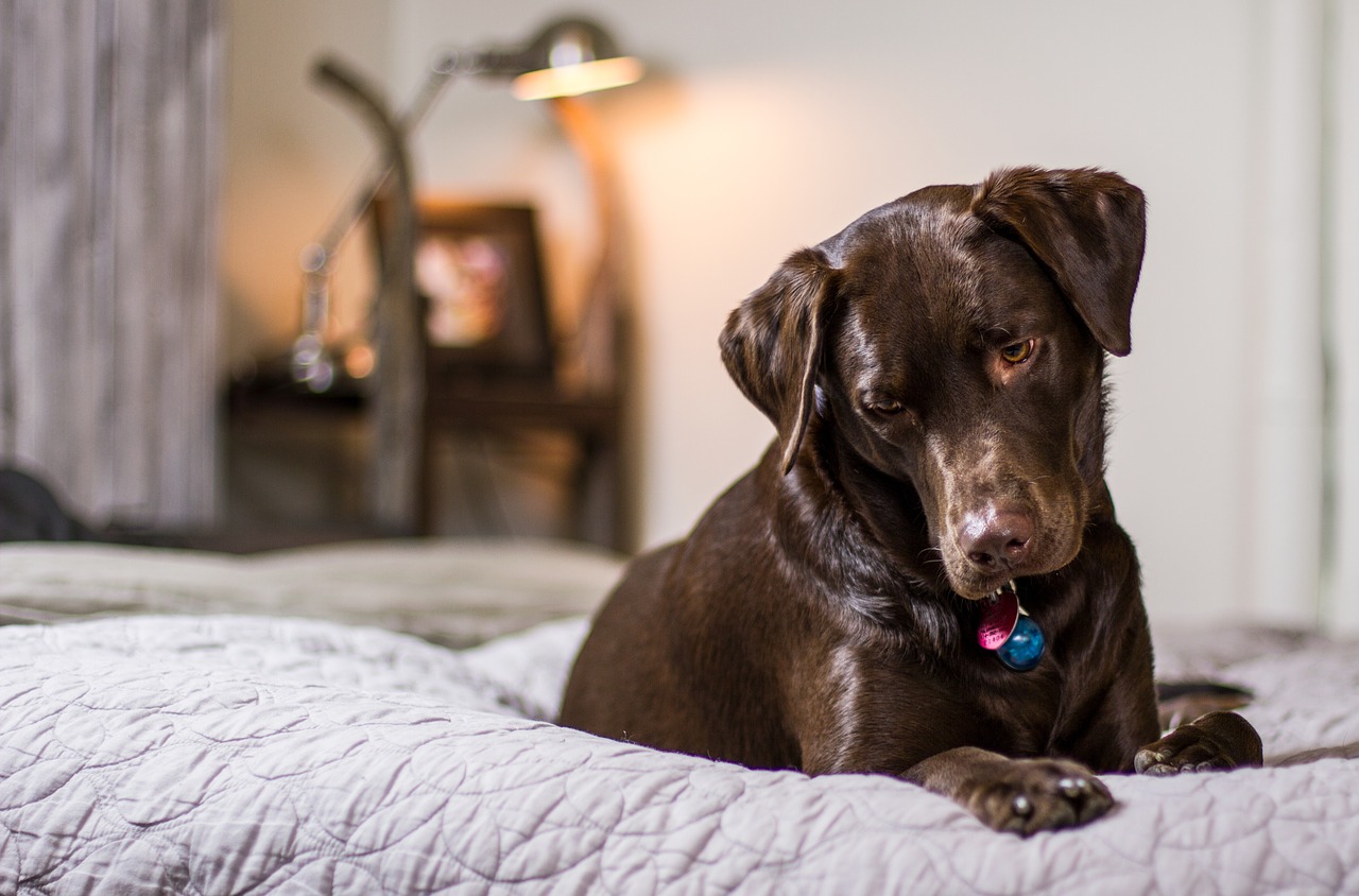 How to Choose perfect Dog Bed