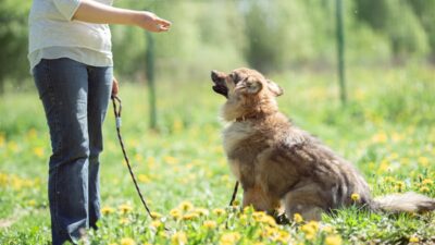 What is a Dog Behaviorist? Explain in Details