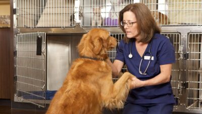 What is an Animal Behaviorist? Explained