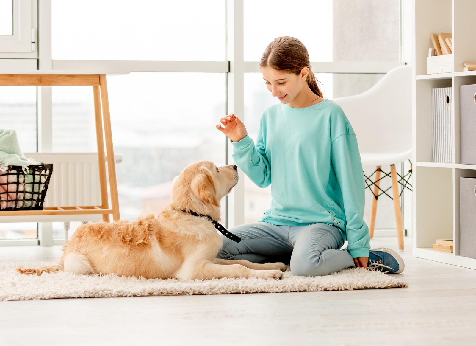Train your Dog Using Positive Reinforcement