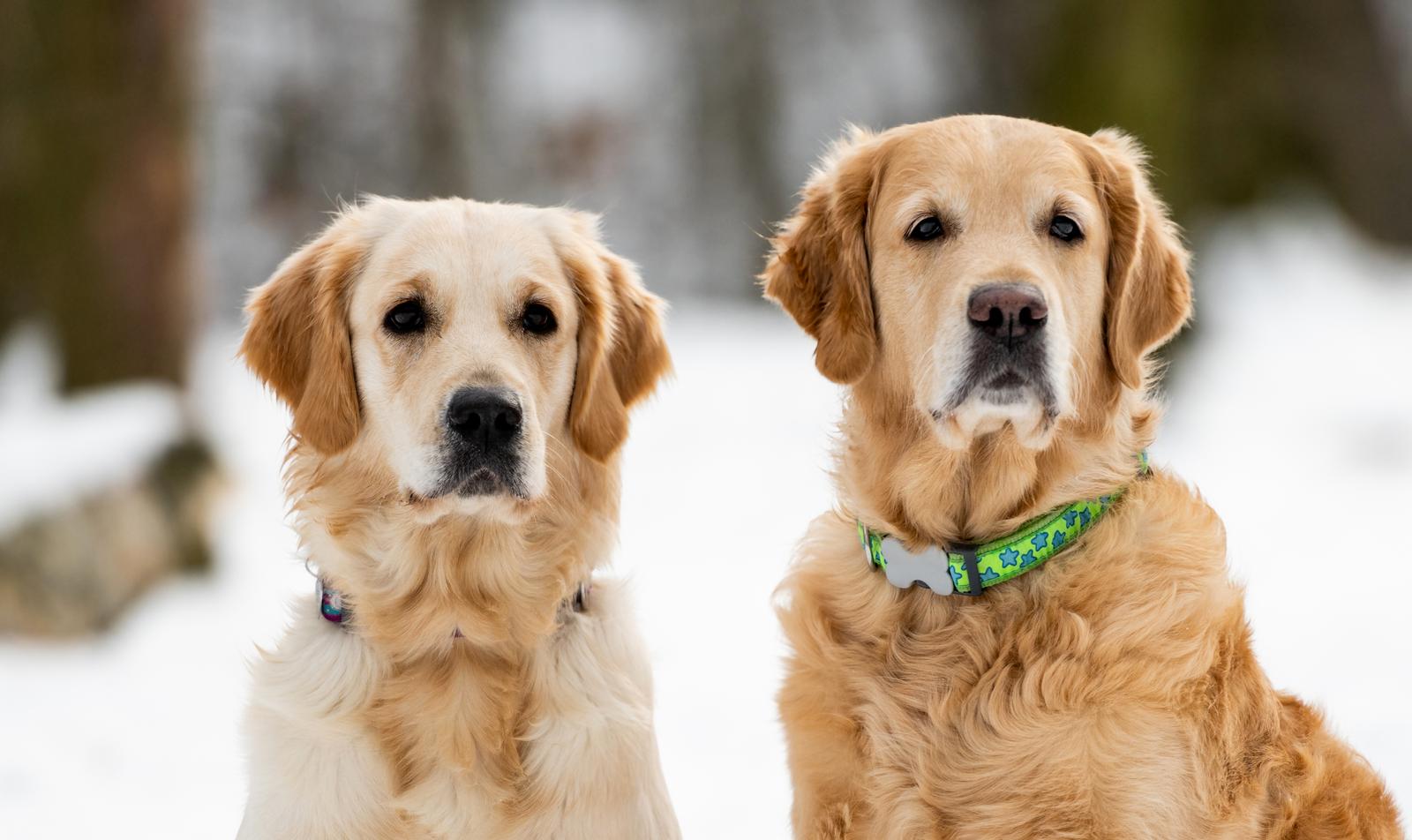 42725206 two golden retriever dogs outdoor