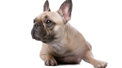 8 Best Shampoo for French Bulldogs with Skin Allergies