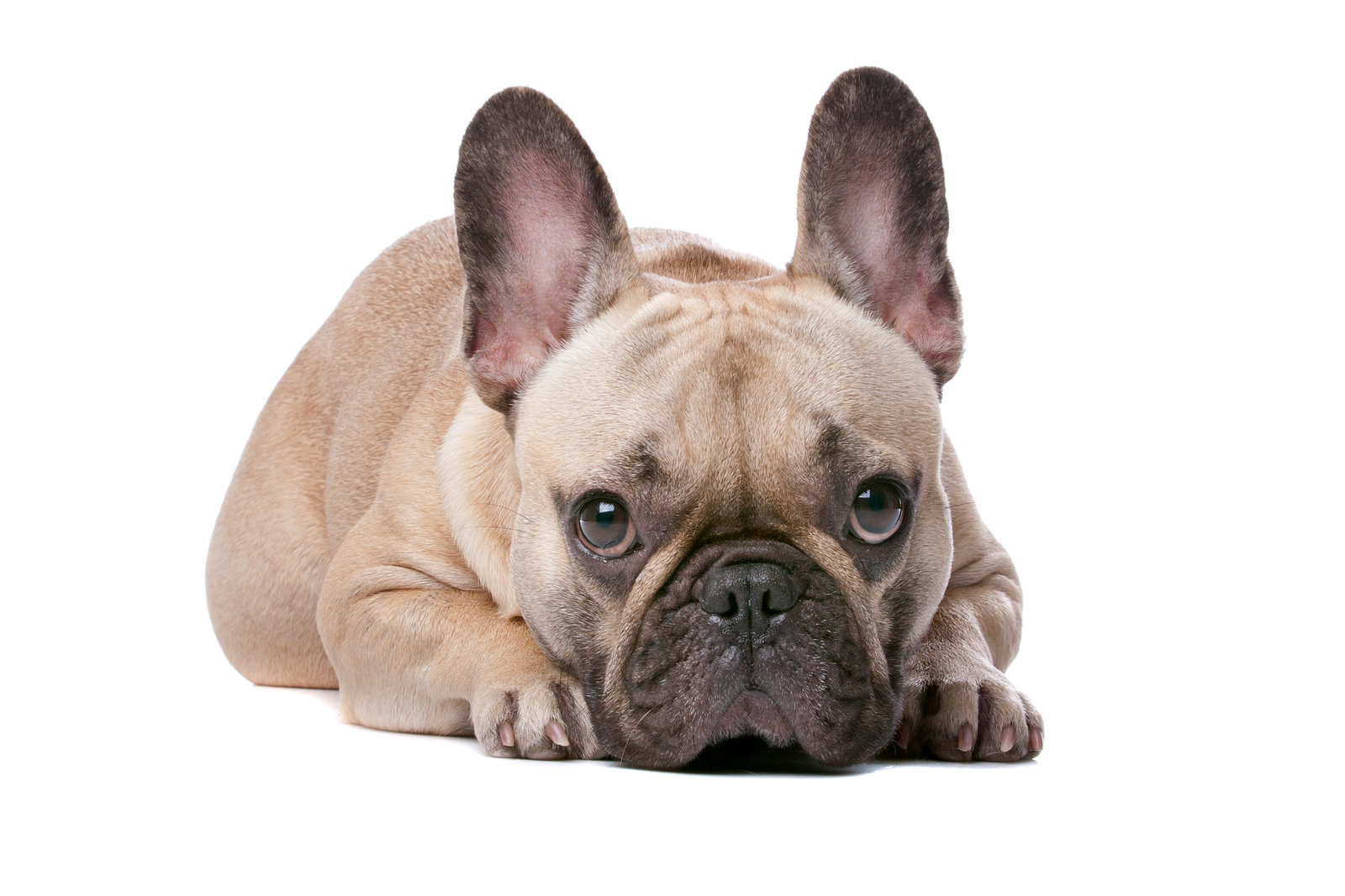 What is Best Food for French Bulldogs with Gas