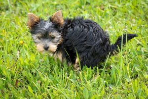 To Go or Not to Go? Your Dog’s Bowel Movements Demystified