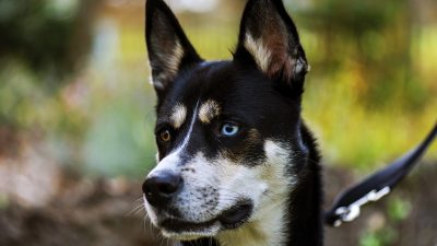 Discover Why the Enchanting Dog Husky Mix Is Pure Magic