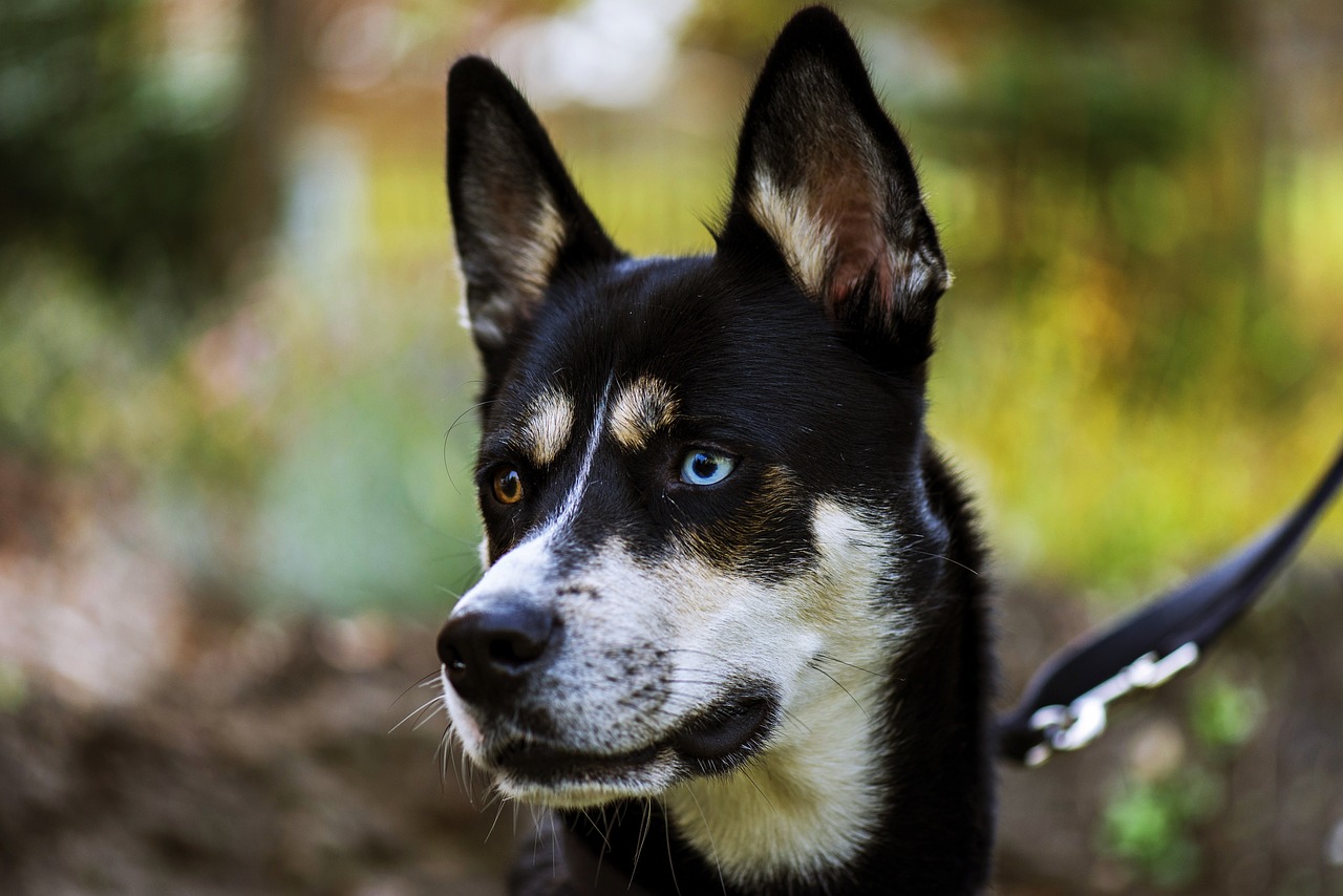 Discover Why the Enchanting Dog Husky Mix Is Pure Magic