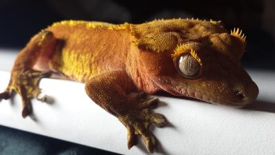 What Your Exotic Pets REALLY Needs to Stay Healthy!