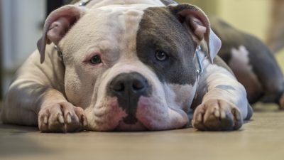 Reasons Why Tri Color Bully dogs Will Steal Your Heart