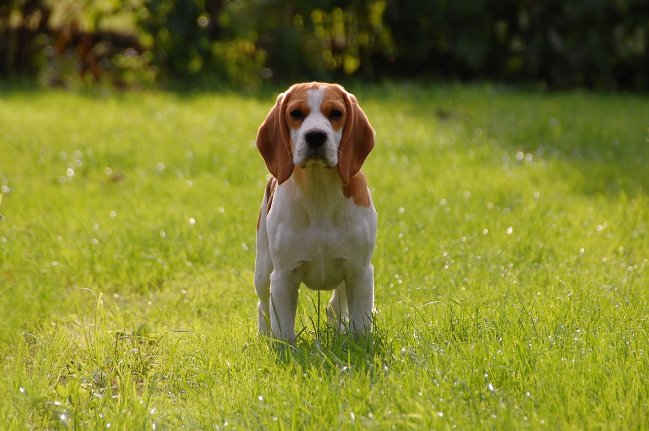 Beagles 101: Discover the Magic of These Loyal Companions!