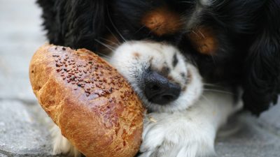 Mastering Puppy Nutritional Requirements: From Woof to WOW