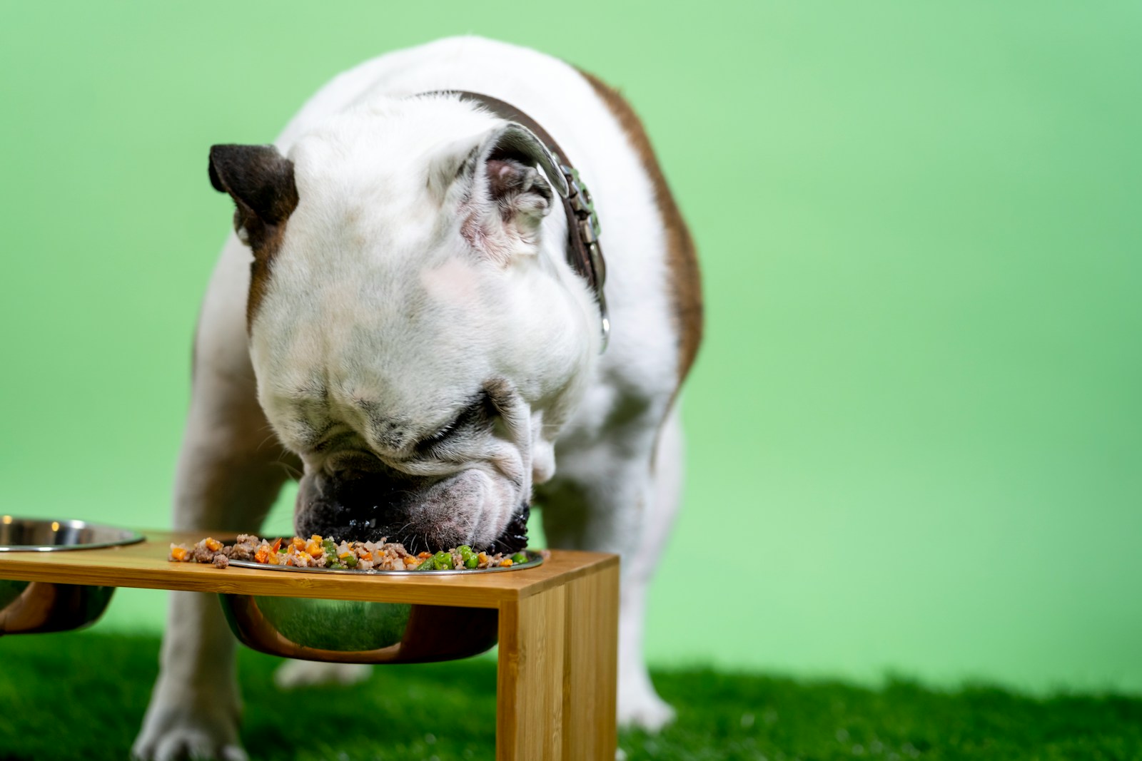Dog Hunger 101: Dive Deep into Their Endless Appetite